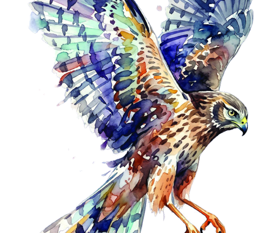 JLS Harrier watercolor bird illustration