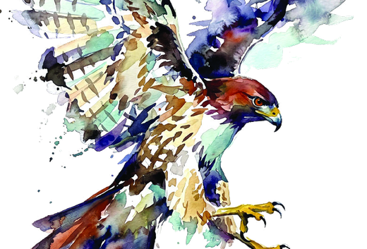JLS Hawk watercolor bird illustration