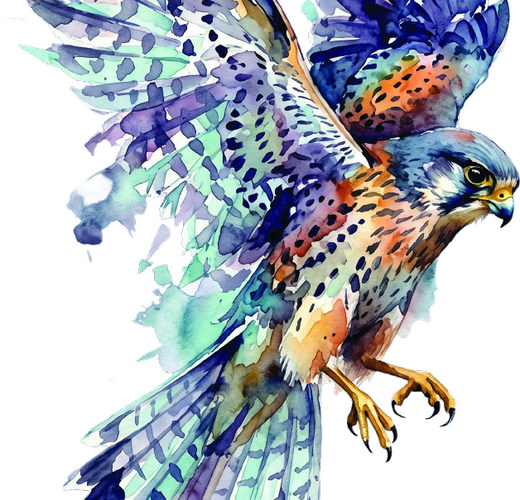JLS Kestrel watercolor bird illustration