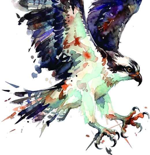 JLS Osprey watercolor bird illustration