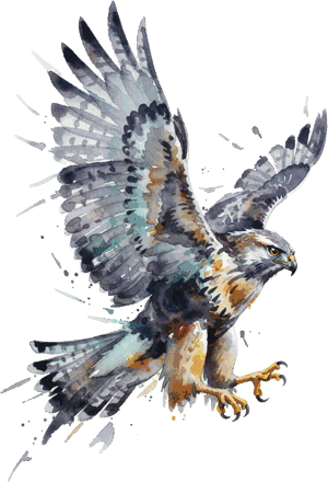 JLS Patty Hawk watercolor bird illustration
