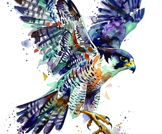 JLS Peregrine watercolor bird illustration